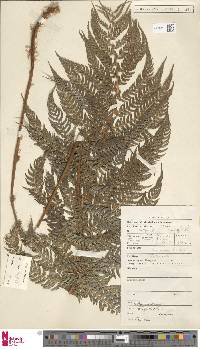 Polystichum pungens image