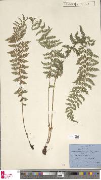 Polystichum prescottianum image