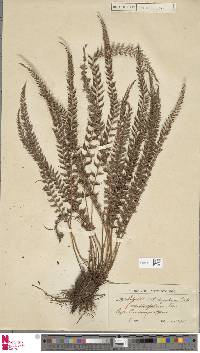 Polystichum aquifolium image