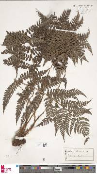 Asplenium adiantum-nigrum image