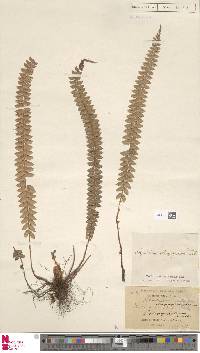 Image of Polystichum levingei