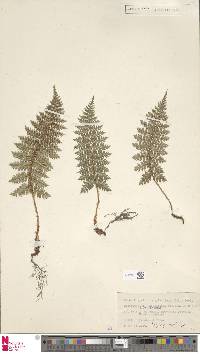 Image of Polystichum silvaticum