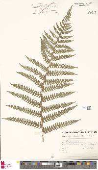 Polystichum setiferum image