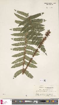 Image of Polystichum longifrons