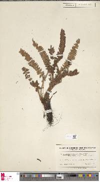 Image of Polystichum scopulinum