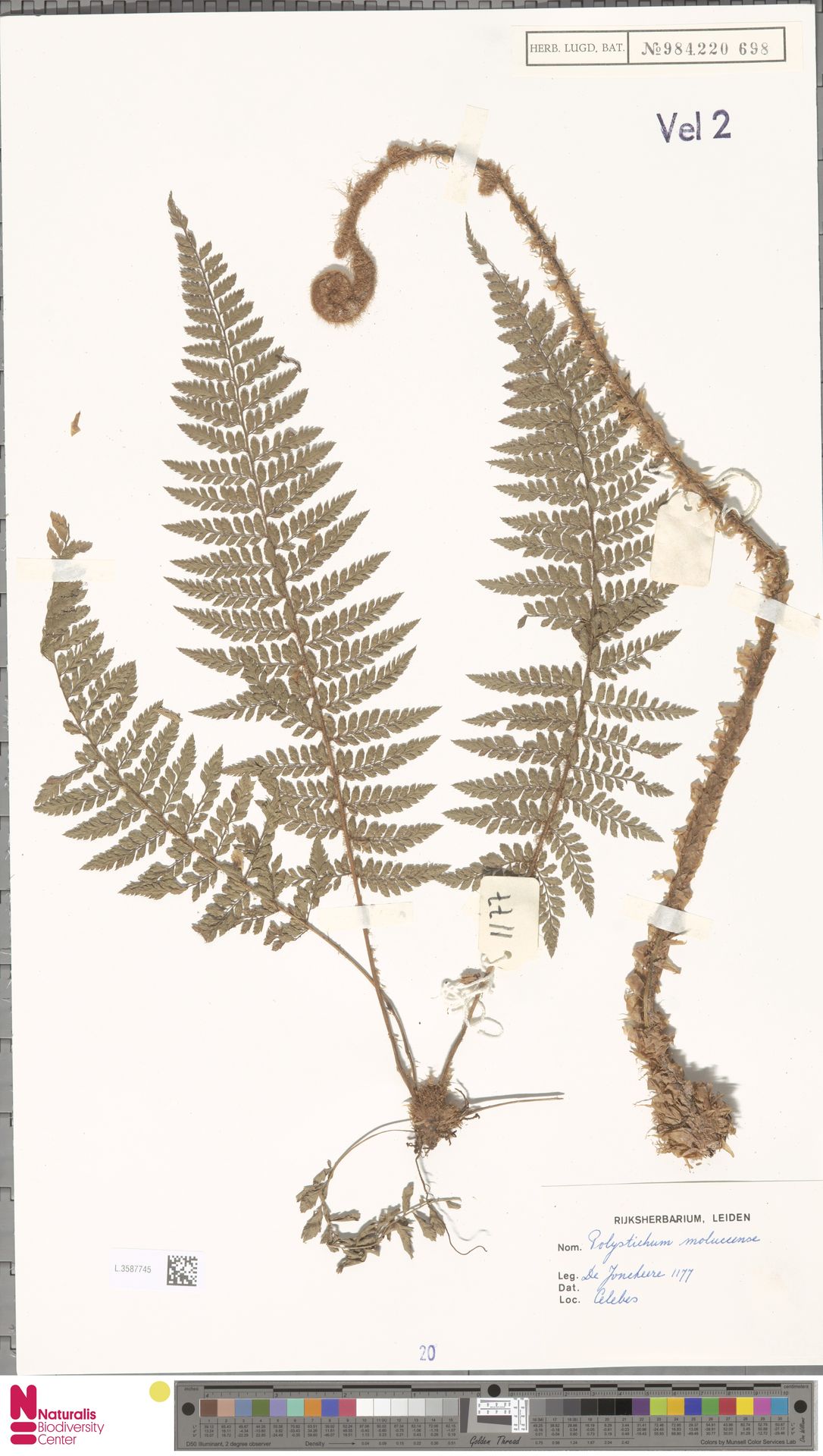 Polystichum moluccense image