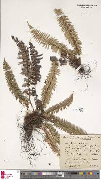 Polystichum imbricans image