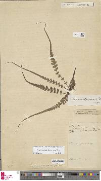 Polystichum rhizophyllum image