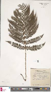 Asplenium adiantum-nigrum image