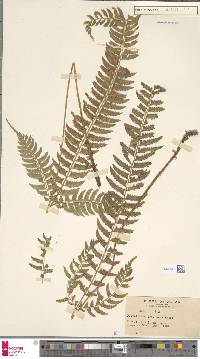 Polystichum tripteron image