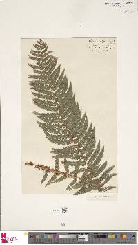 Polystichum setiferum image