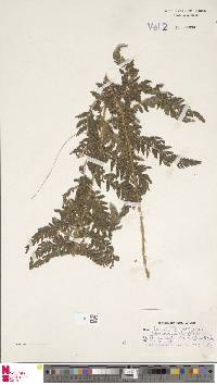 Polystichum moluccense image