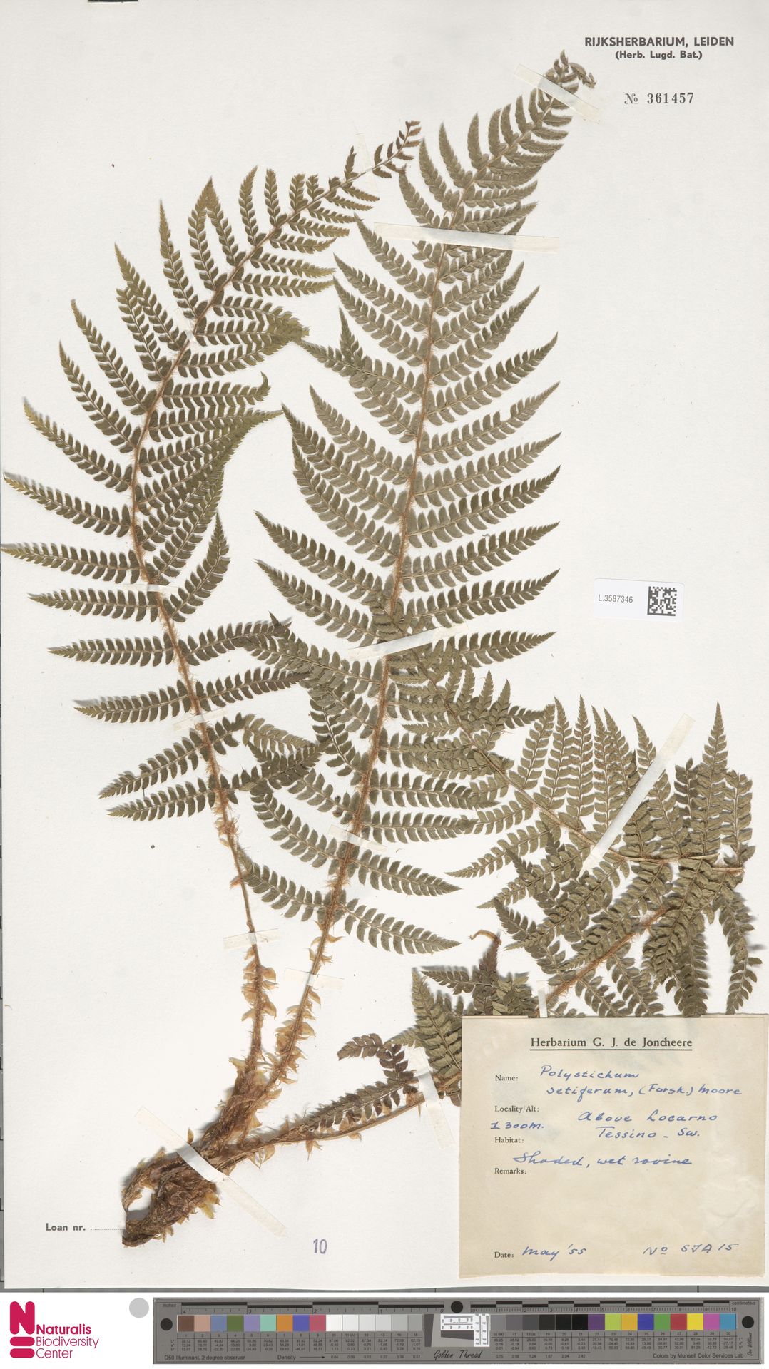 Polystichum setiferum image