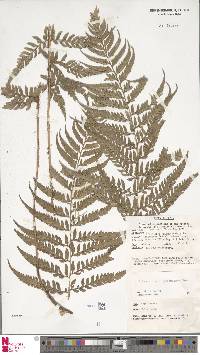 Polystichum keysserianum image