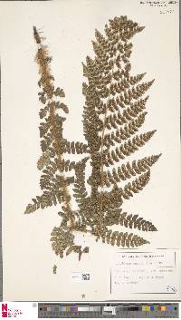 Polystichum braunii image