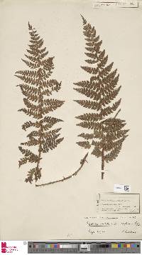 Polystichum makinoi image