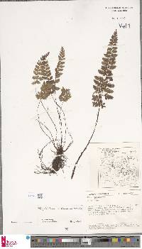 Polystichum alpinum image
