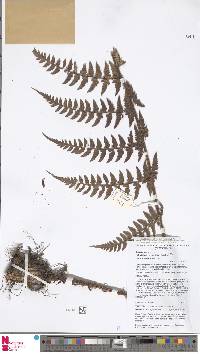 Polystichum keysserianum image