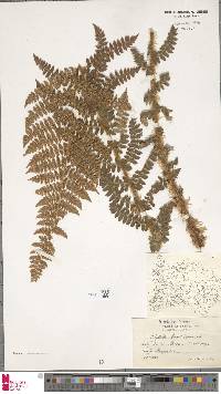 Polystichum braunii image