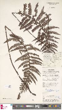 Image of Polystichum archboldii