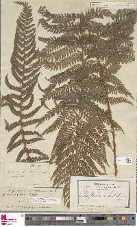 Polystichum aculeatum image