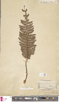 Polystichum hillebrandii image