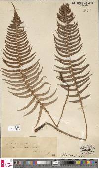 Polystichum falcinellum image