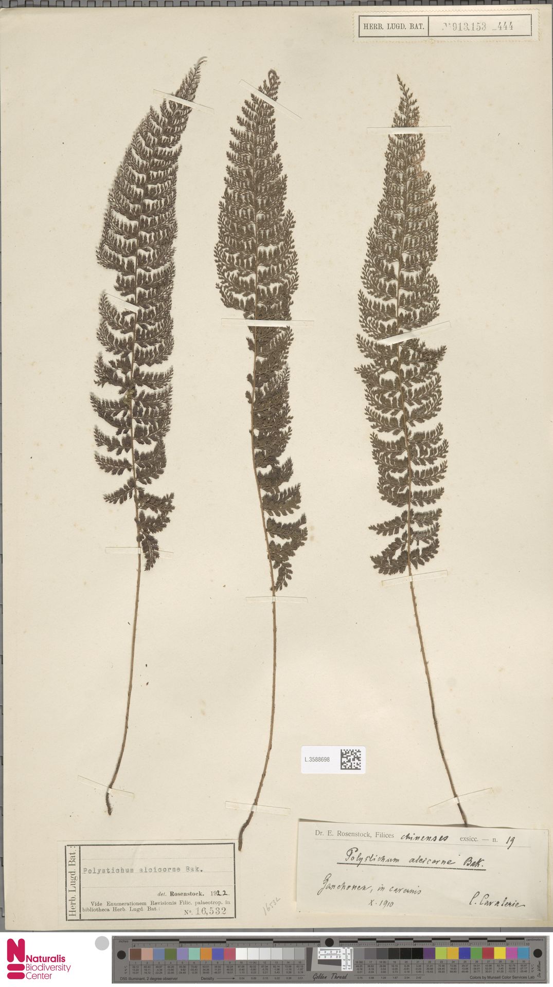 Polystichum alcicorne image