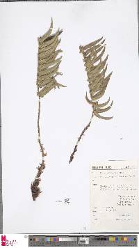 Polystichum falcinellum image