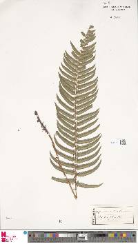 Polystichum falcinellum image