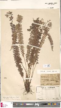 Polystichum hecatopterum image