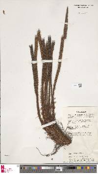 Polystichum lineare image