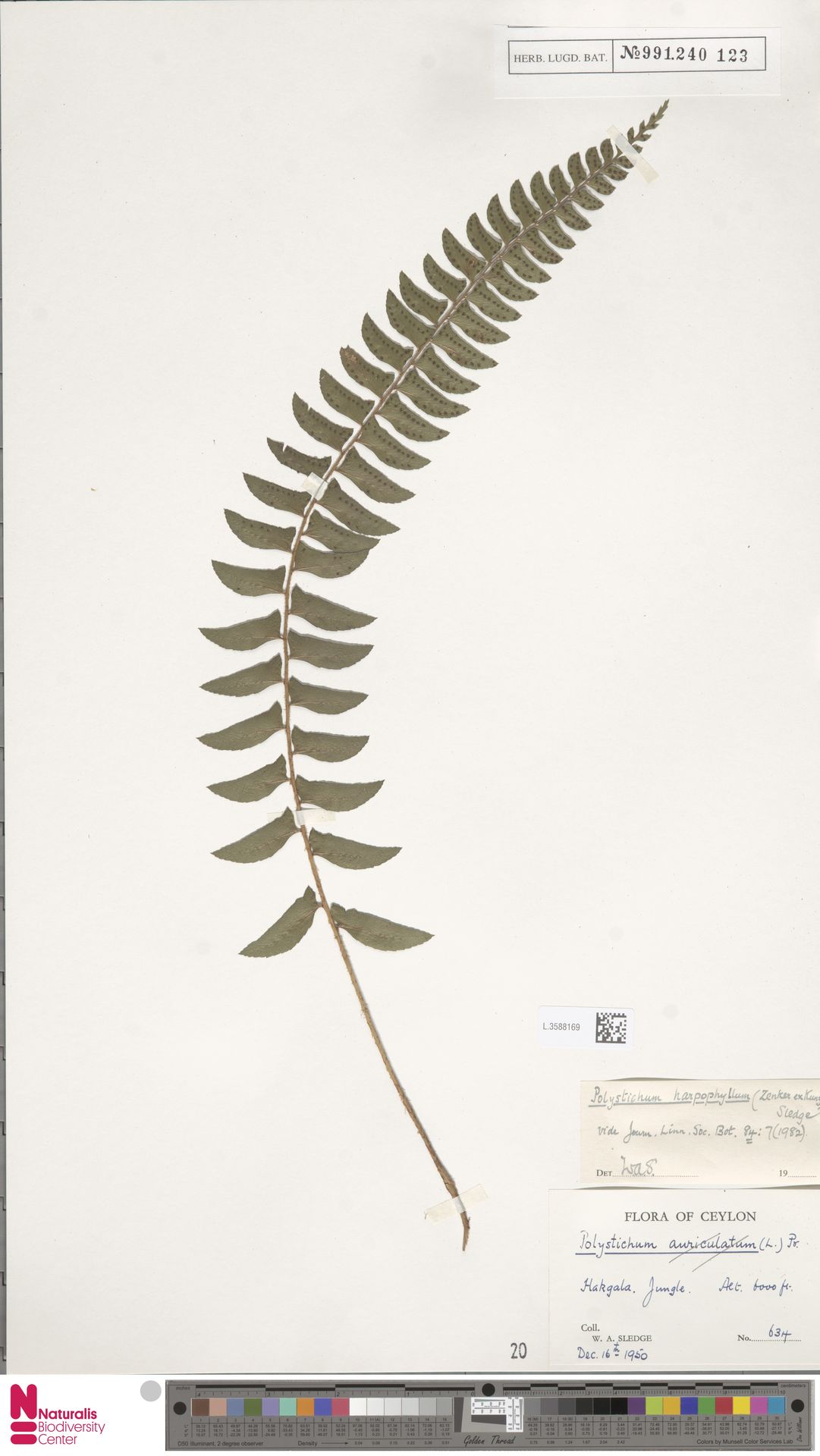 Polystichum harpophyllum image
