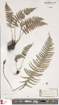 Polystichum falcinellum image