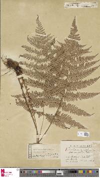 Image of Polystichum semifertile