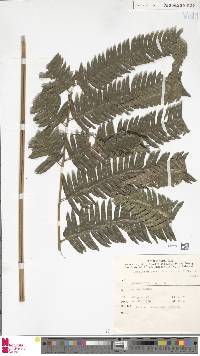 Pteridrys cnemidaria image