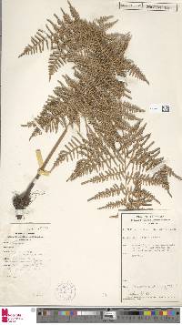 Pteridium esculentum image