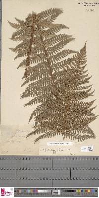 Polystichum aculeatum image