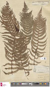 Polystichum aculeatum image