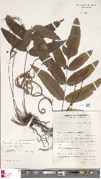 Diploblechnum acuminatum image