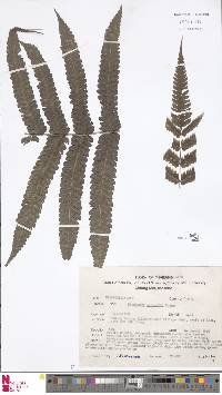 Pteridrys australis image