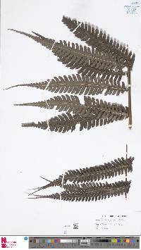 Pteridrys australis image