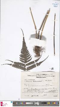 Pteridrys australis image