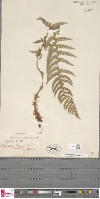 Polystichum aculeatum image