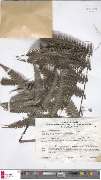 Pteridrys australis image