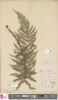 Polystichum discretum image