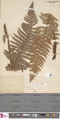 Polystichum aculeatum image