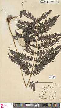 Pteridrys australis image