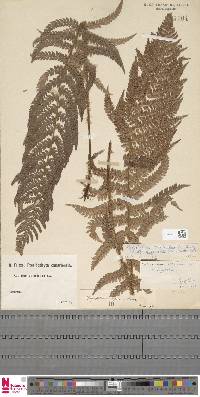 Polystichum setiferum image