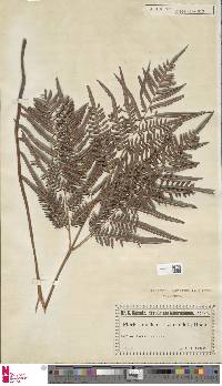 Pteridium caudatum image